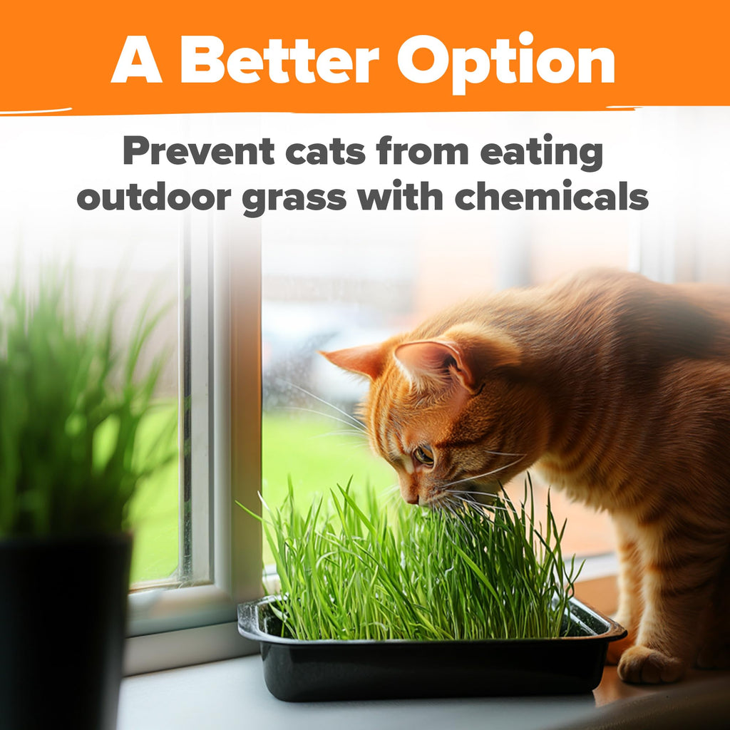 6 oz Heirloom Barley & Oat Cat Grass Seeds Z82222