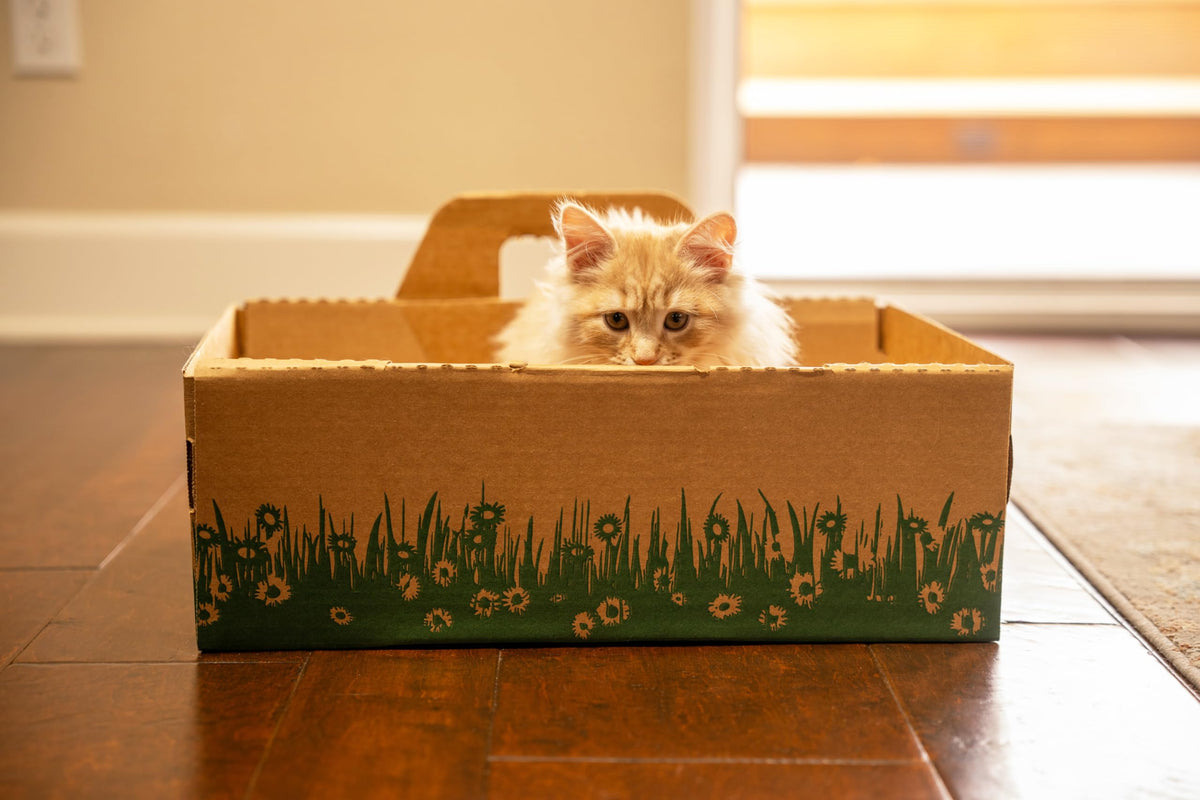 Biodegradable Disposable Litter Boxes 8-Pack Y67133
