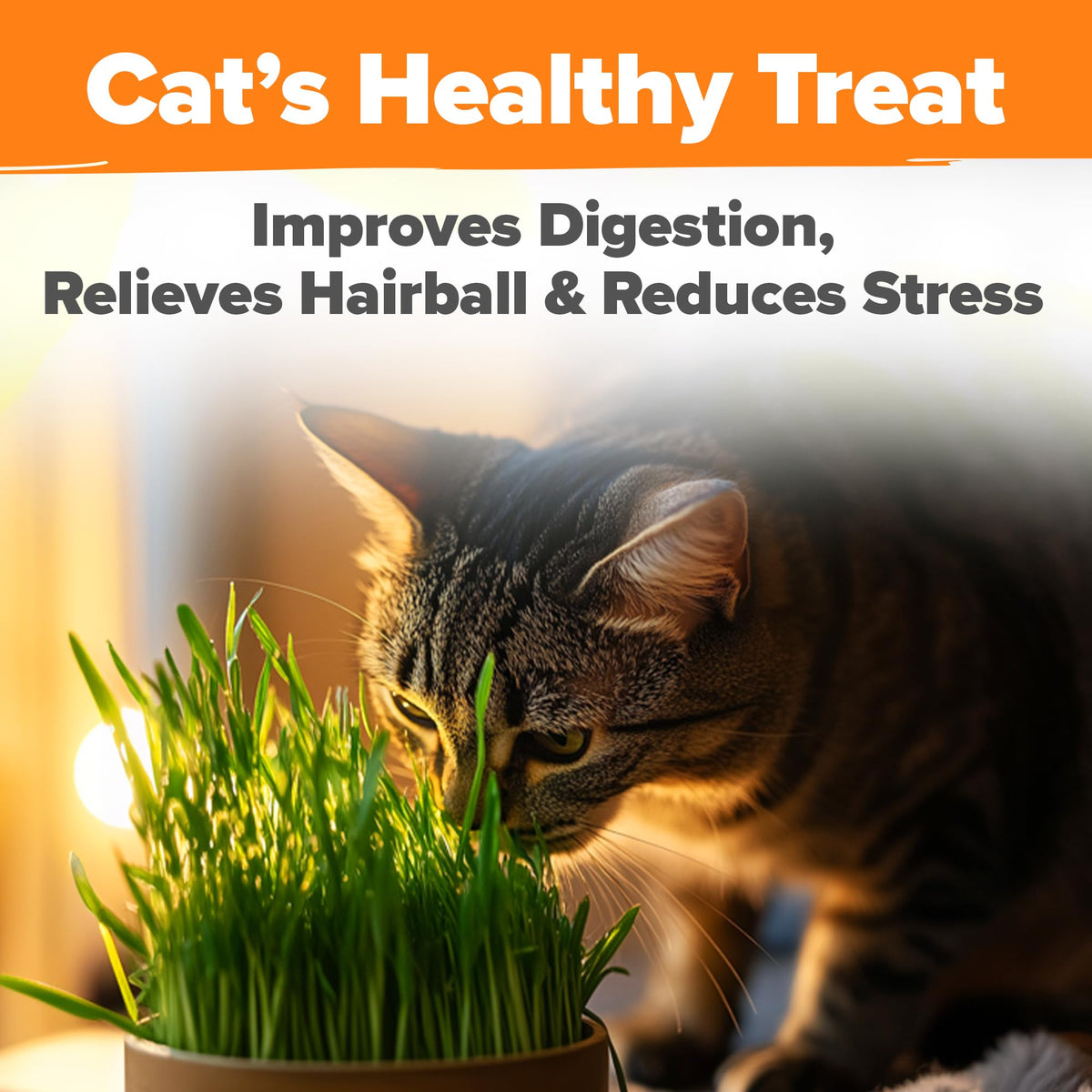 6 oz Heirloom Barley & Oat Cat Grass Seeds Z82222