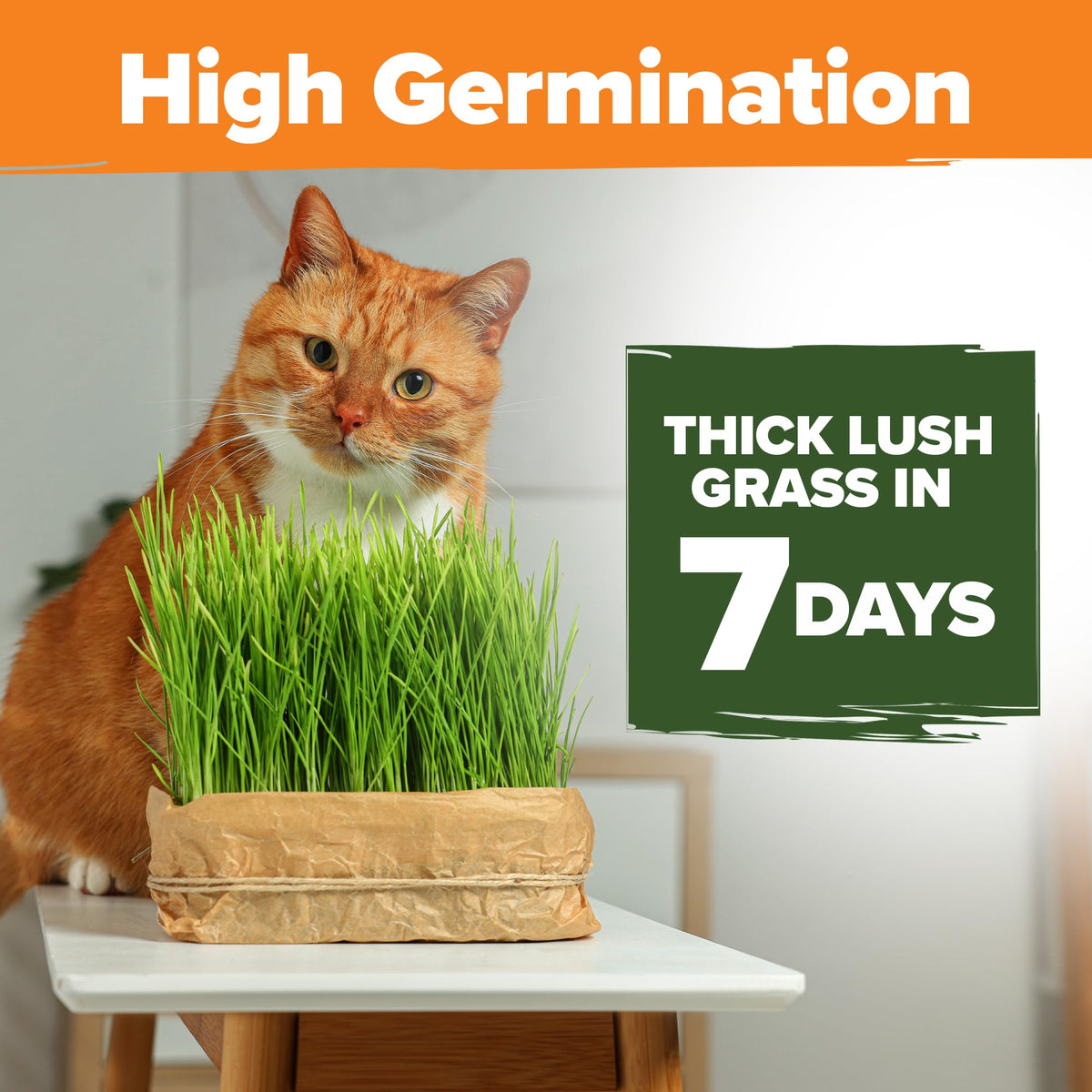 6 oz Heirloom Barley & Oat Cat Grass Seeds Z82222