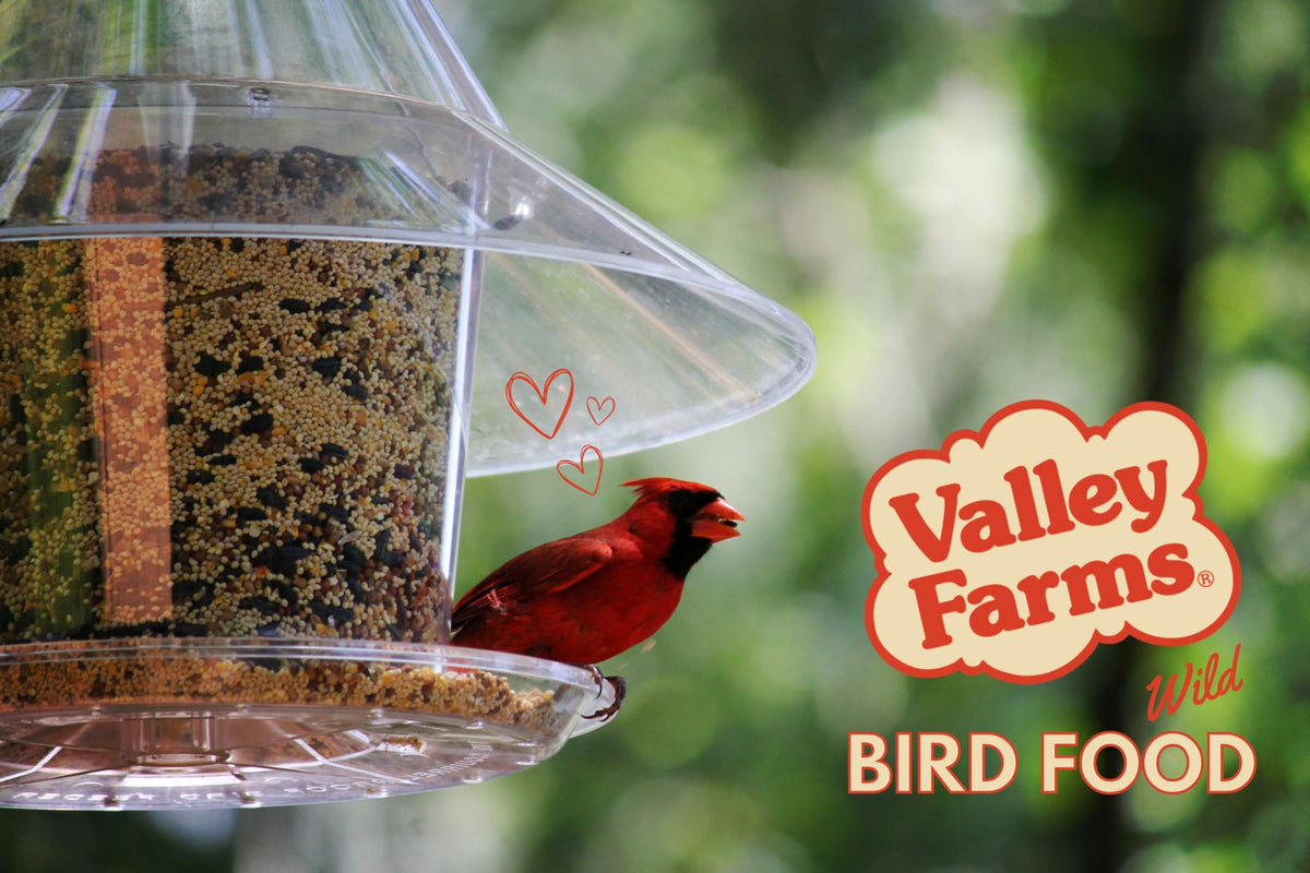 Wild Bird Food 20 LB J24055